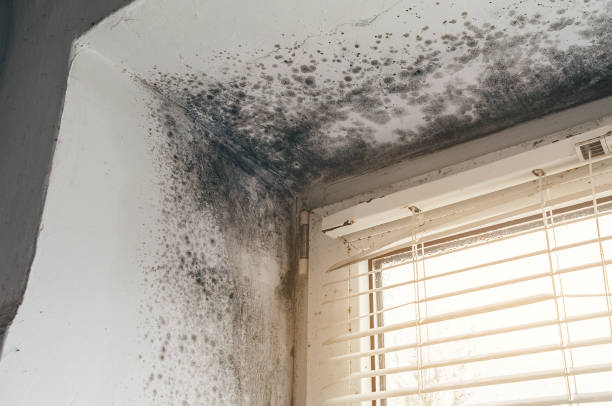 Affordable Mold Cleanup solutions in South Amboy, NJ